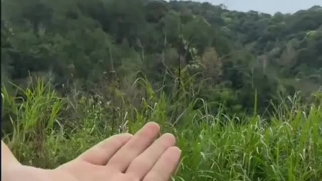parrots