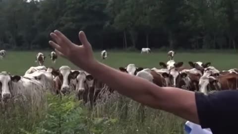 This man can really talk to cows