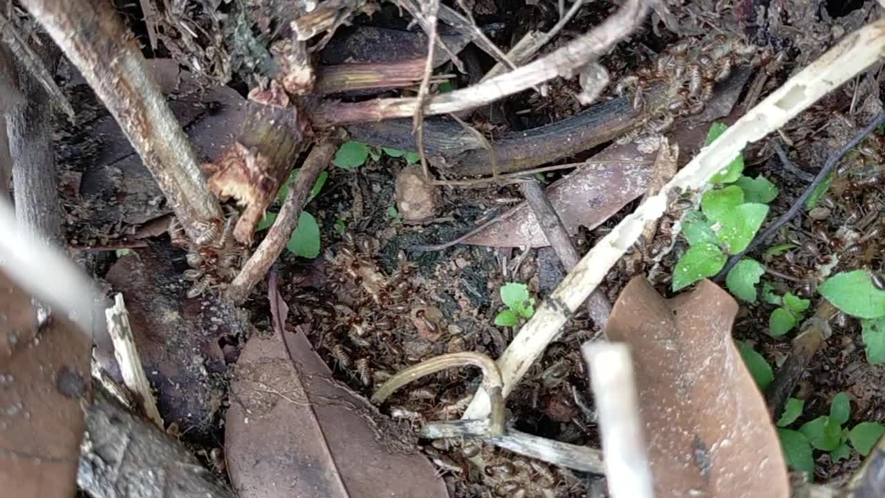 Termite colonies foraging