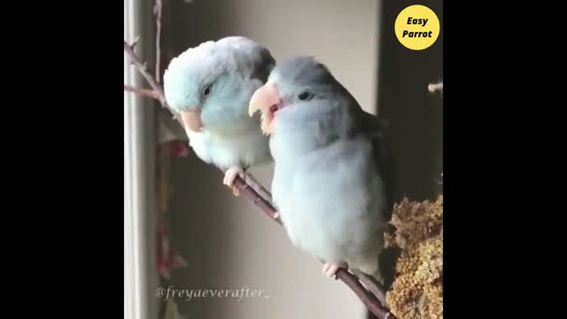 Can't hide the excitement of the first kiss