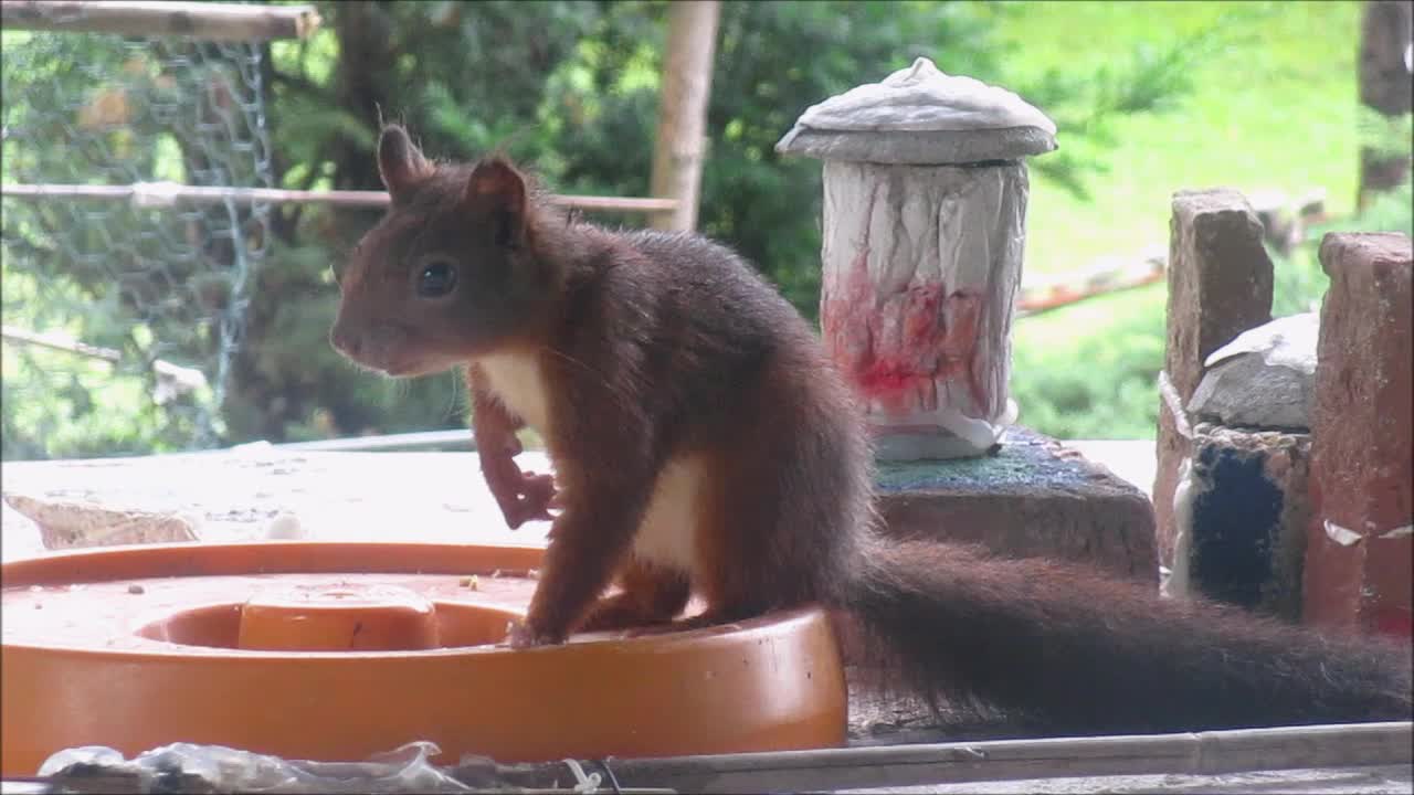 Arthur the Squirrel is Hungry Again