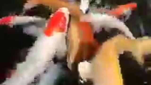 koi fish pond