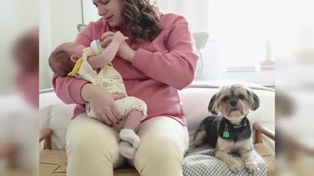 Cute Dogs and Babies are Best Friends