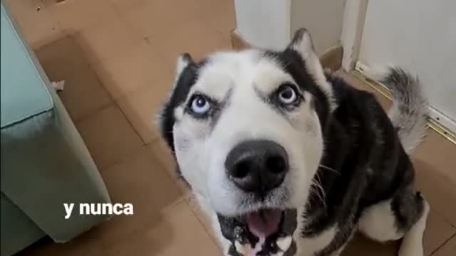 Impresionante perrito que habla 😎