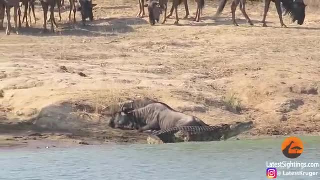 Hippos rescue a wild animal from crocodile teeth