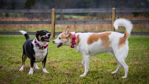 five astonishing realities about dogs