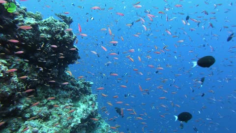 Underwater landscape - Maldives reef