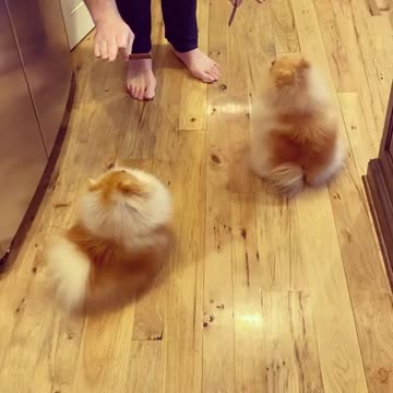 Cute Pomeranians do the daily routine to get treats