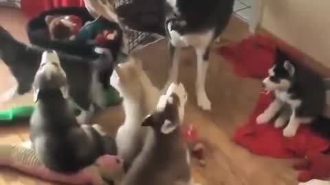 WE LEARNING TO HOWLING