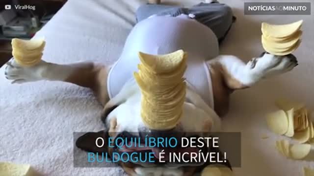 O buldogue com mais equilíbrio de todos!