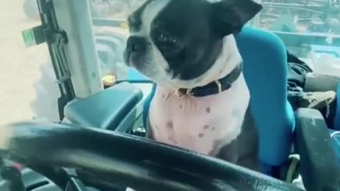 Ever sen a dog drive 100000 dollars equpment? Excellent!!!