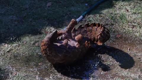 Pangolin Animal Wildlife Nature Mammal Zoo Wild