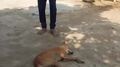 Dog funny comedy nights
