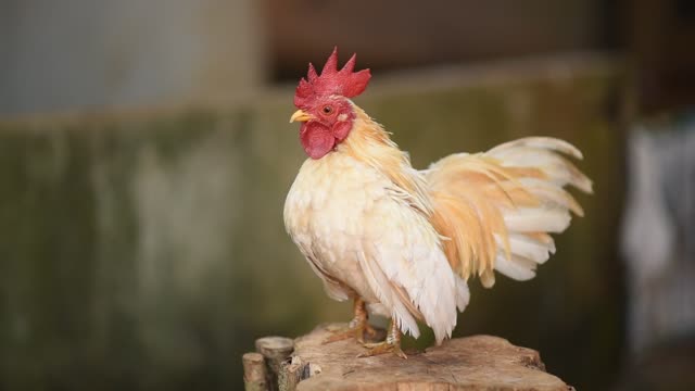 Young cock is just learning to crow