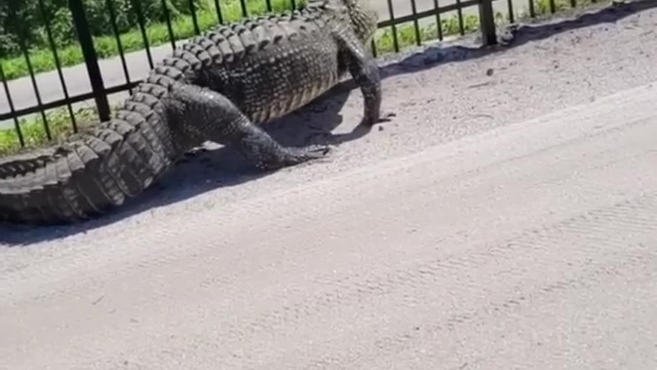 Giant alligator bends metal fence while forcing its way through