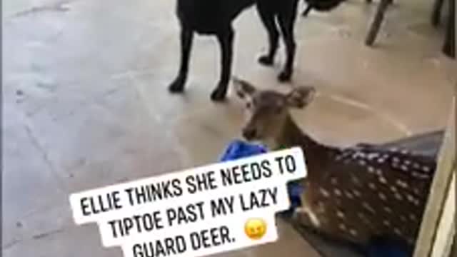 Pup tip-toes into house past rescued deer