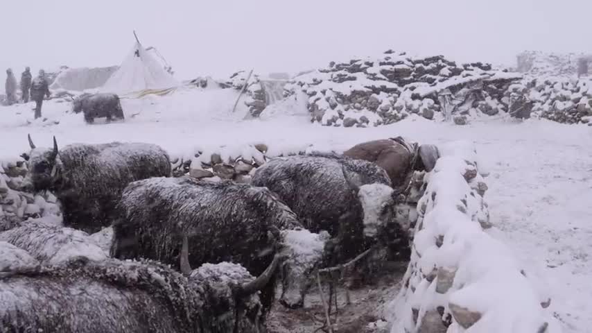 Sheep cooling Inc video