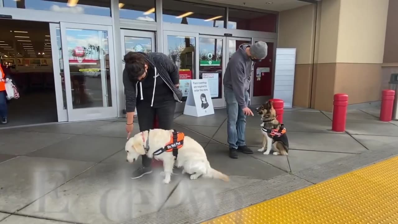 dog jogging in shopping mall