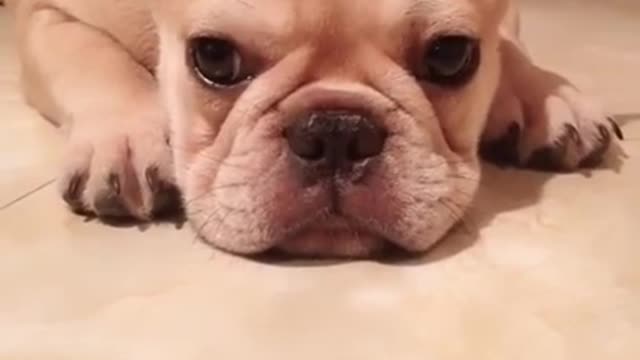 Dog in action Animaux Funny Compilation #3