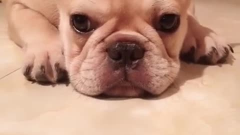 Dog in action Animaux Funny Compilation #3