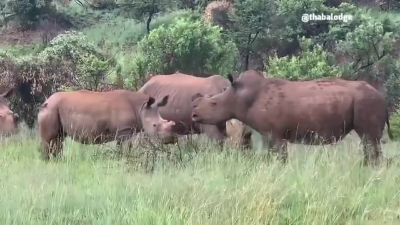 Discovery Rhino family in wild life