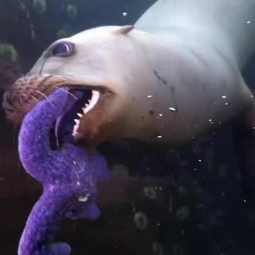 Baby sea lions are the most beautiful creatures in the sea