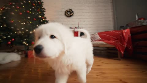 Beautiful white puppies at the Christmas tree