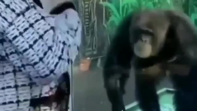 Latest gorilla dance video compilation| funny video 2022