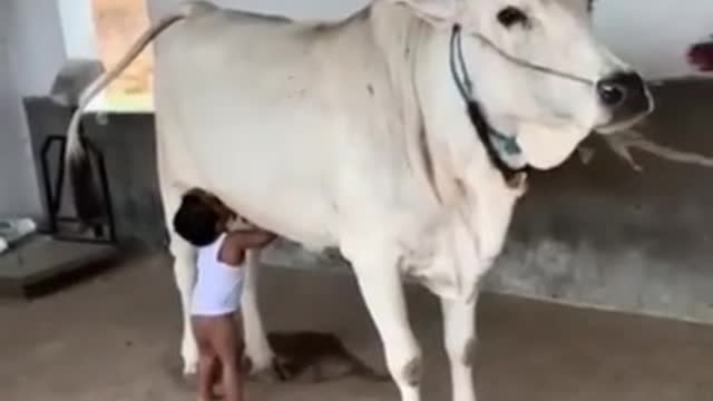 Boy drinking fresh milk