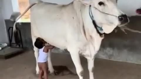 Boy drinking fresh milk