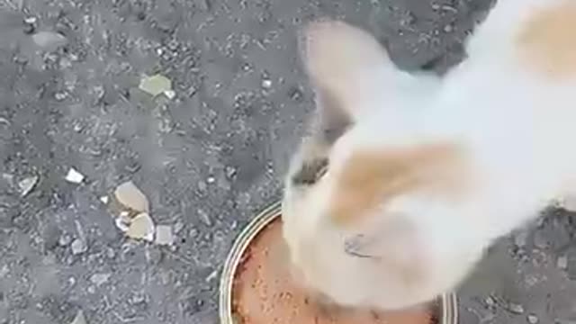 kitten eat fish