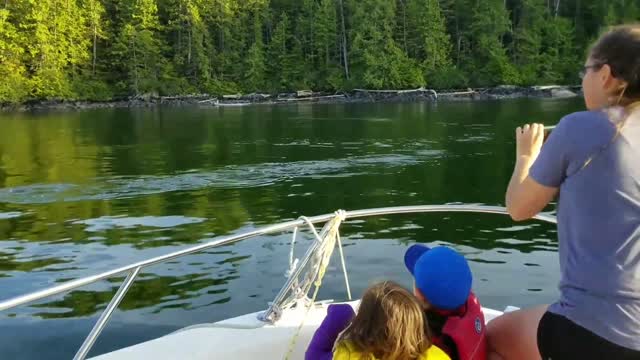 Amazing Humpback Whale Bubble Feeding