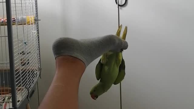 Parrot Hangs From His Human