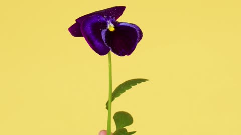 Nature - fresh flowers so Beautiful