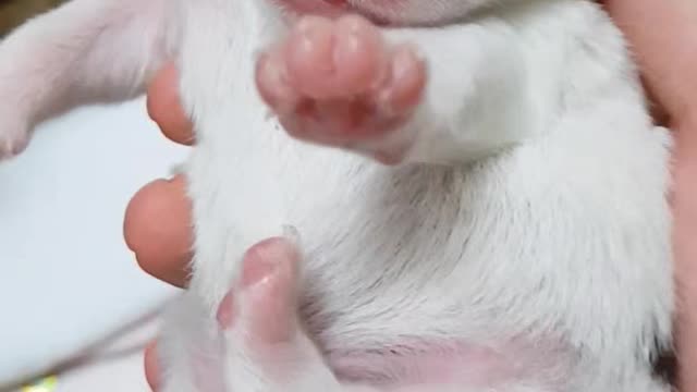 Is the puppy cute?