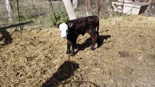 New Calf