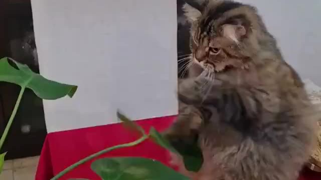 He's ready for the #Toofaan challenge. cat