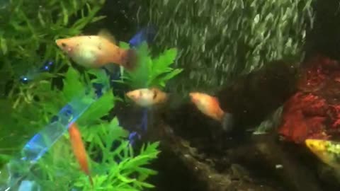 Platy fish