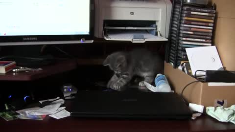 Little Kitty's Messing with Computer