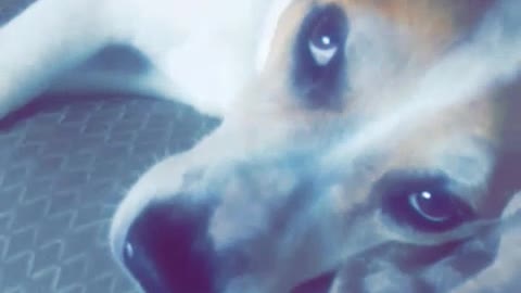 Dog chews up paper container