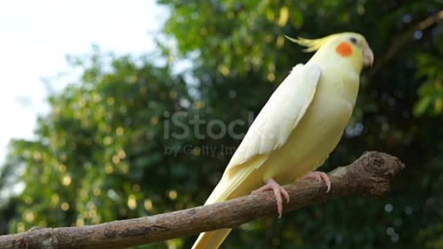 Cockatiel Singing and dancing❤️🥰)