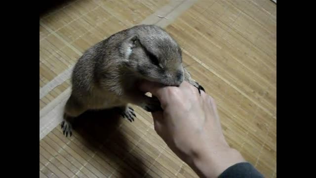 Gophers enjoys being massaged