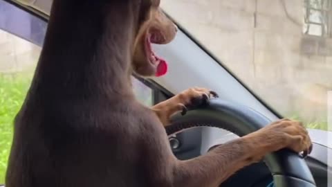 Know how to drive because animals knows too....