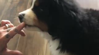 Puppy Introduced To Peanut Butter For The First Time