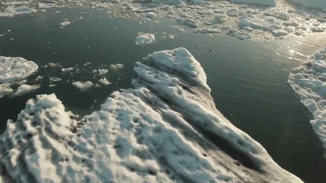 Seals swimming in water covered with ice
