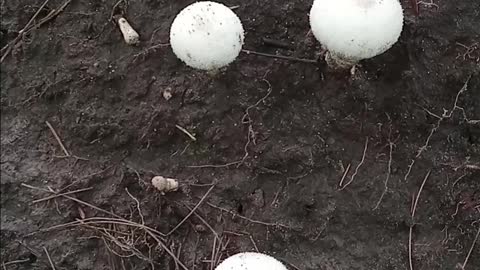 Puff Ball Mushroom