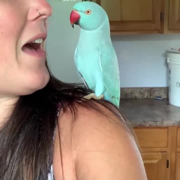 Anything for a treat 🐓💙 bluechicken parrot idianringneck talkingbird canada