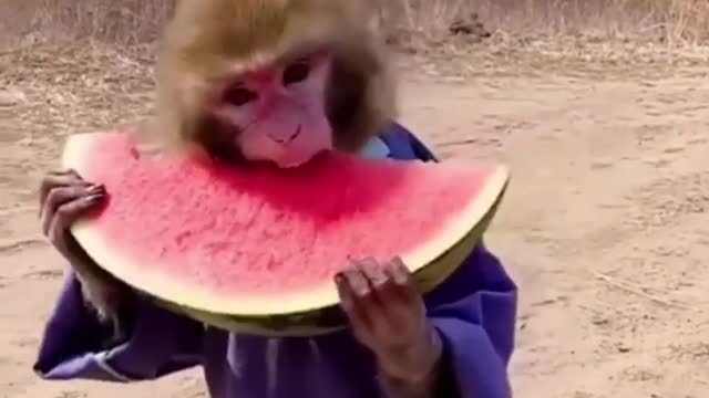 Kung Fu master eats watermelon🦧