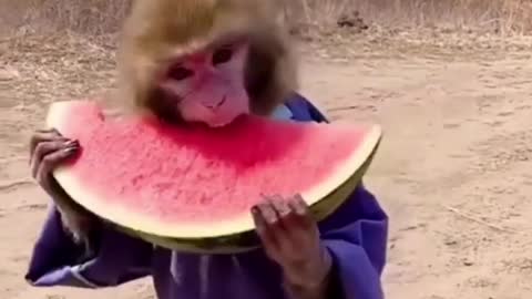 Kung Fu master eats watermelon🦧