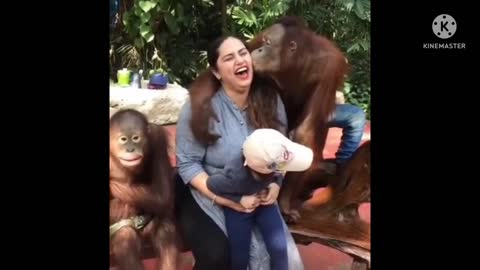 Funny videos
